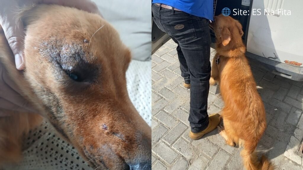Polícia resgata cachorro em condições de maus-tratos no município de Vila Velha