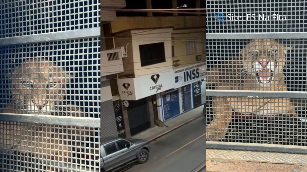 Onça-parda é resgatada após passear pelas ruas do município de Iconha
