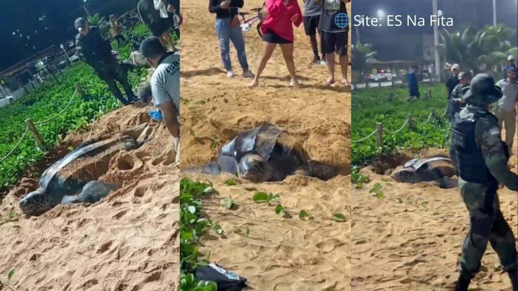 Tartaruga-gigante rara aparece em praia da Serra e mobiliza autoridades ambientais