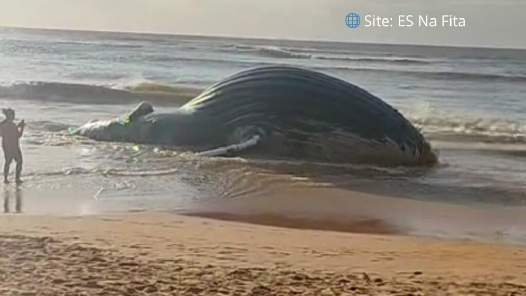 Baleia-jubarte é encontrada morta na Praia de Bicanga, na Serra