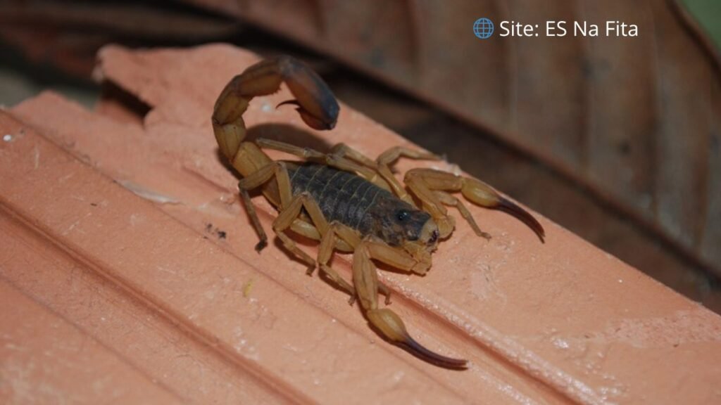 Cidade do Espírito Santo emite alerta para ataques de escorpião
