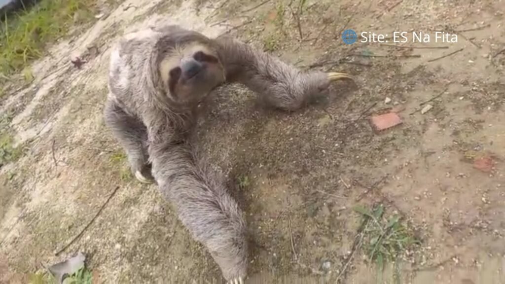 Preguiça é resgatada por equipe ambiental em bairro do município de Linhares