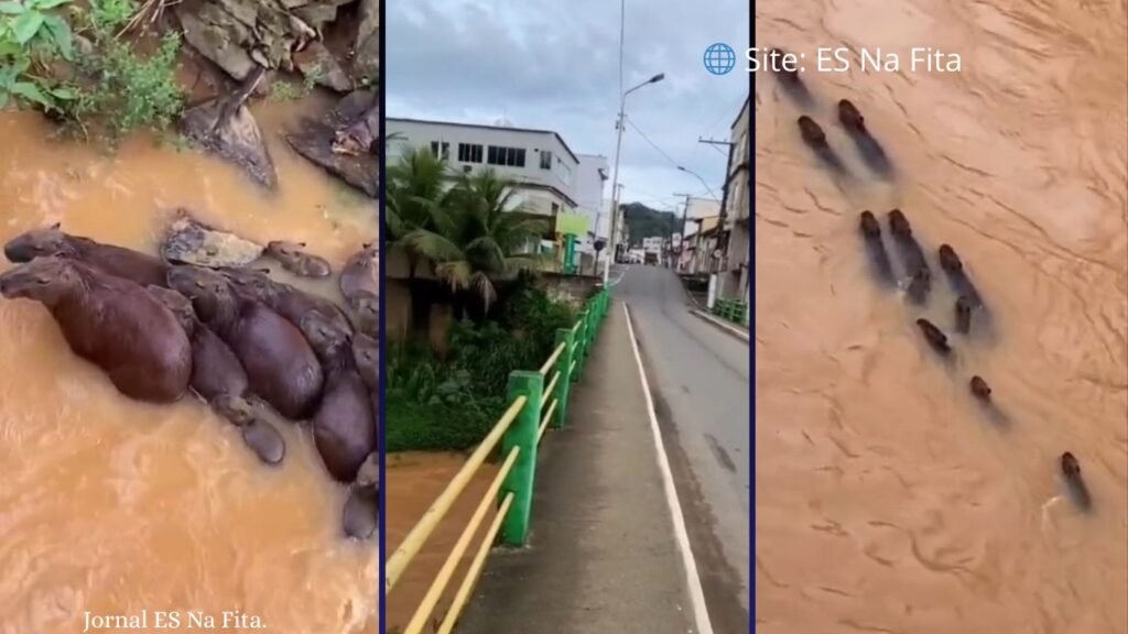 Vídeo: manada de capivaras é flagrada nadando no Rio Fundão Capivaras são flagradas nadando na correnteza de rio após chuva no ES.