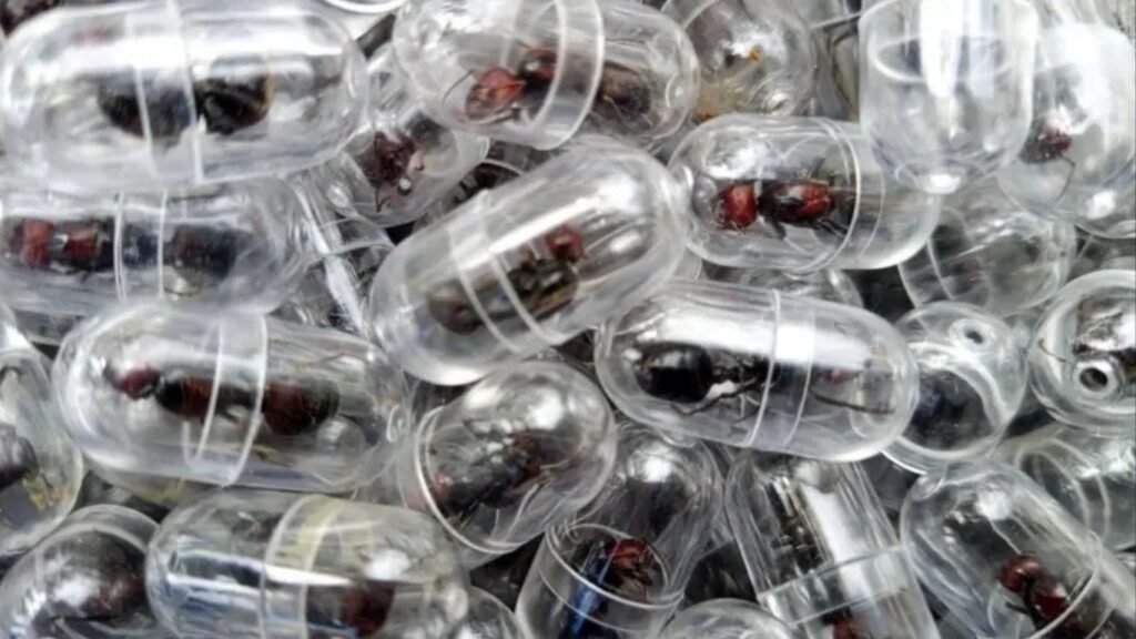 Traficante de formigas: homem é preso ao tentar sair do país com mais de 2 mil insetos raros para o exterior Homem é preso no Quênia ao tentar contrabandear mais de 2 mil formigas.