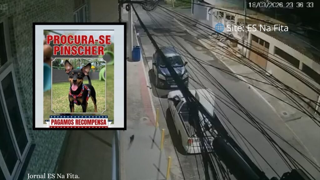 Pinscher desaparece durante a noite na Serra e família faz campanha com recompensa para localizá-la.