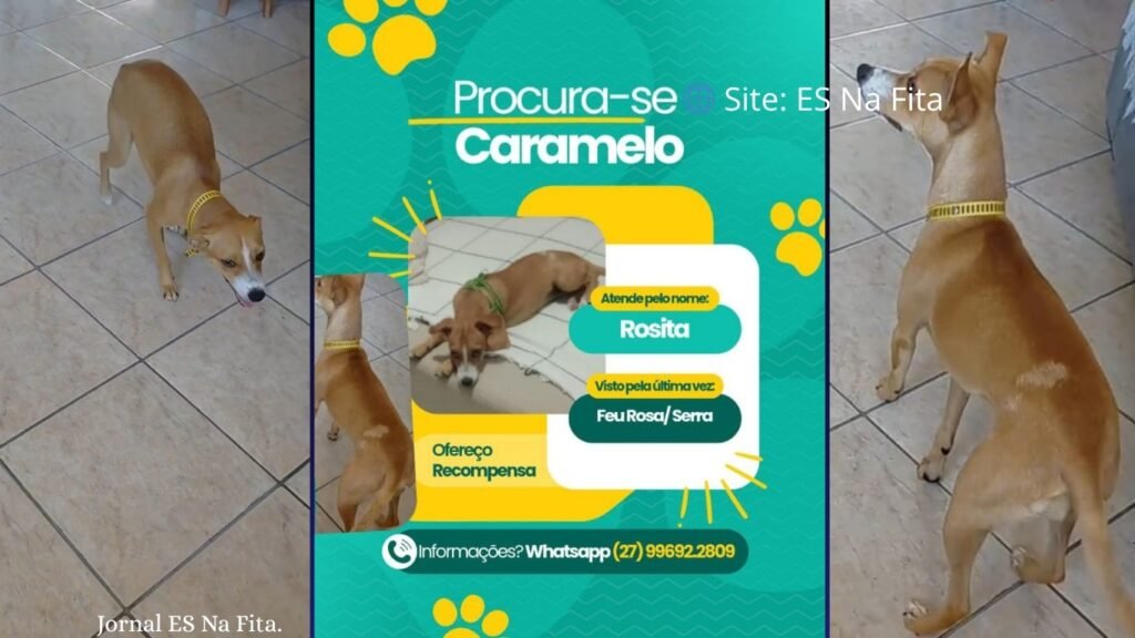 Caramelo desaparecida mobiliza redes sociais por pedido de ajuda e tutora oferece recompensa na Serra.