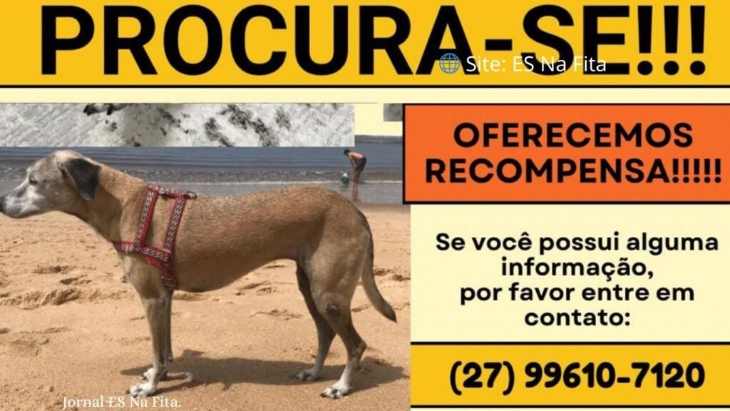 Desaparecimento de cadela durante caminhada gera comoção e recompensa é oferecida na Serra Caramelo desaparecida mobiliza redes sociais por pedido de ajuda e tutora oferece recompensa na Serra.