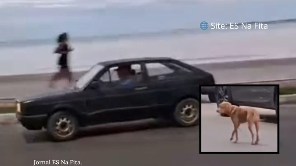 Vídeo: cachorro é abandonado no meio da rua e aposentado é indiciado em Guarapari Aposentado é indiciado por abandonar cachorro na Praia do Morro, em Guarapari.