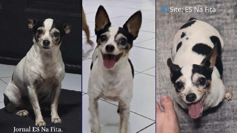 Cachorrinha desaparece em Vila Velha e família faz apelo por ajuda para encontrá-la Cachorrinha some e família pede ajuda nas redes sociais.