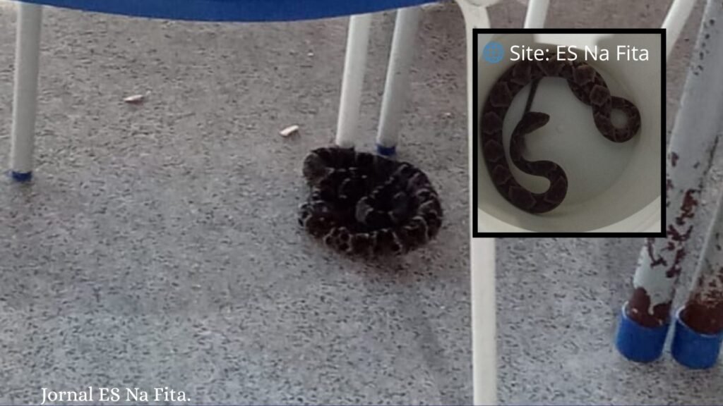 Cobra jararaca é capturada dentro de refeitório de escola em Aracruz.