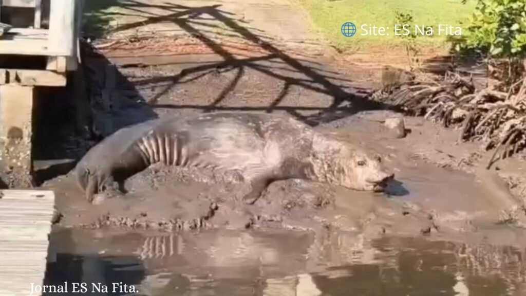 Elefante-marinho é visto em rio de Aracruz e chama a atenção.