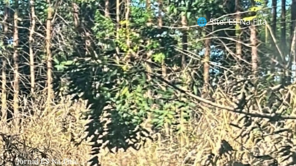 Outro corpo é encontrado em área conhecida como ponto de desova de corpos na Serra Novo corpo é encontrado em região de mata na Audifax Barcelos na Serra.
