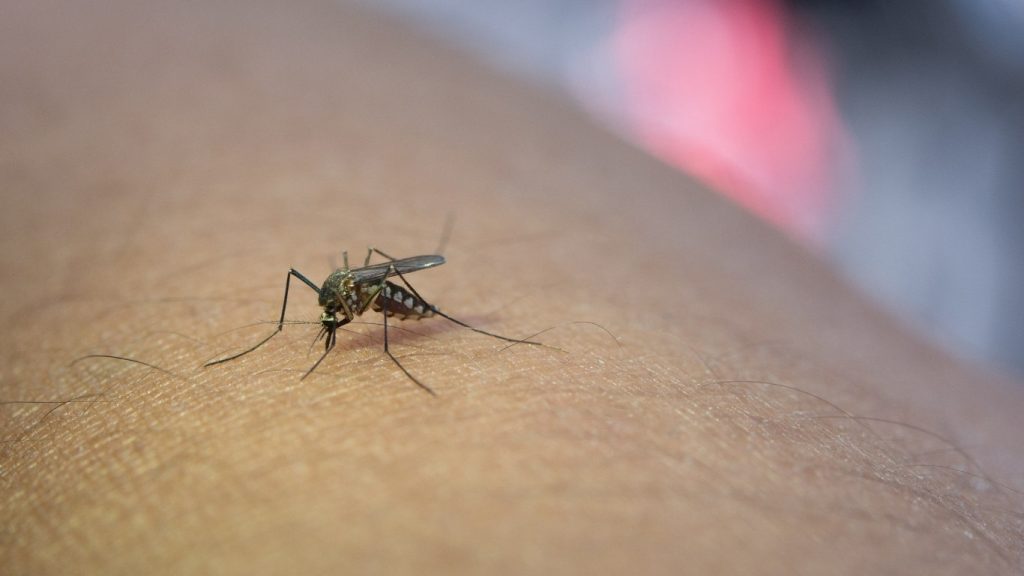 Dengue é investigada como possível causa da morte de criança na Serra.