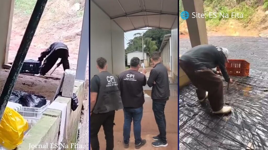 Gato é morto a pauladas e idoso é preso em Marechal Floriano.