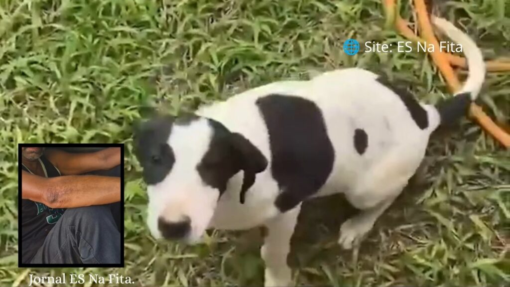 Suspeito é preso após espancar, esfaquear e matar cadela no ES.