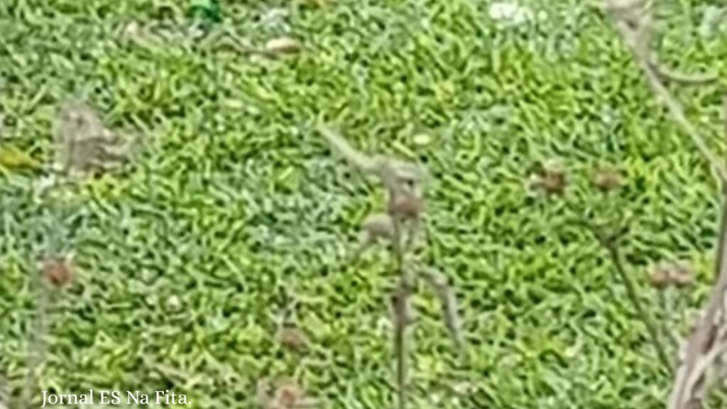 Homem é encontrado morto com marcas de cortes em Jerônimo Monteiro.