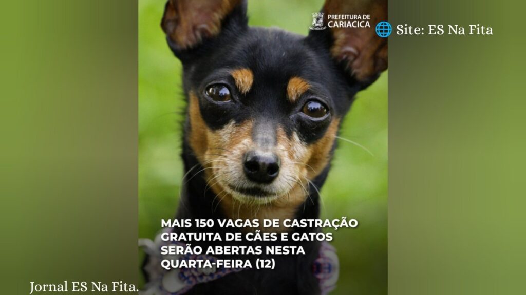 Prefeitura de Cariacica abre mais 150 vagas de castração gratuita de cães e gatos nesta quarta-feira (12) Mais 150 vagas de castração gratuita de cães e gatos serão abertas nesta quarta-feira (12)