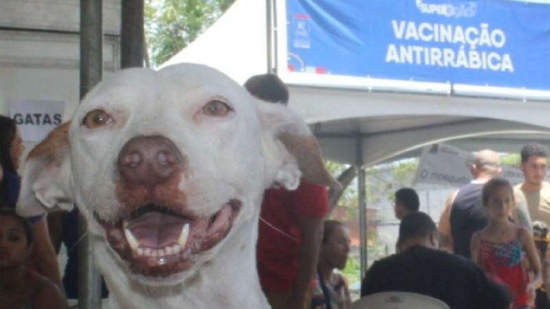 Campanha de vacinação antirrábica chega à área urbana no próximo sábado em Vila Velha Campanha de vacinação antirrábica chega à área urbana no próximo sábado.