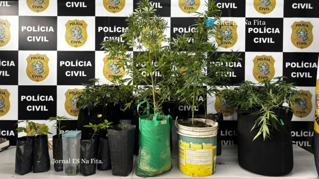 Denarc prende suspeito e desarticula estrutura de cultivo clandestino de maconha na Serra.