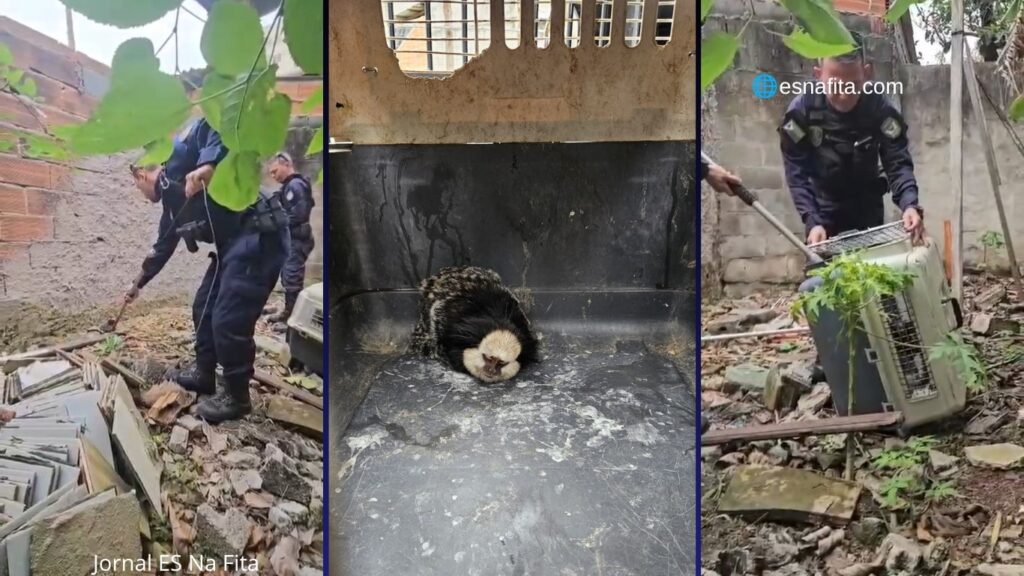 Guarda Municipal resgata sagui no quintal de uma casa em Riviera da Barra.